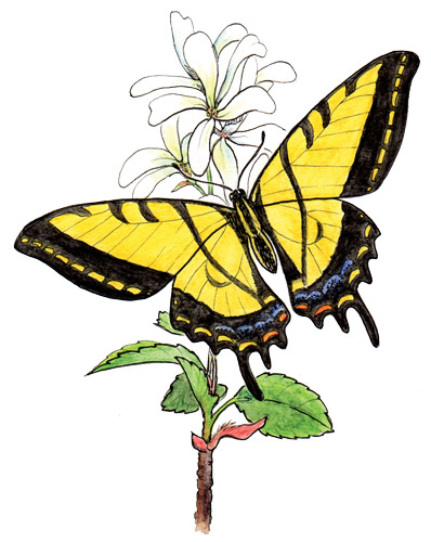 Two-tailed tiger swallowtail on Western serviceberry